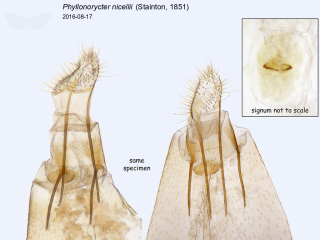 Phyllonorycter nicellii