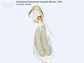Ectoedemia (Ectoedemia) heringella