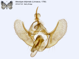 Mesotype didymata