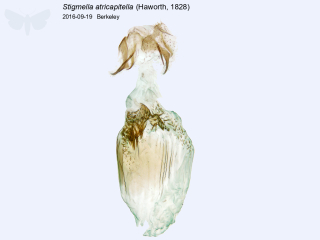 Stigmella atricapitella