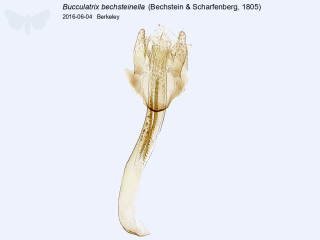 Bucculatrix bechsteinella