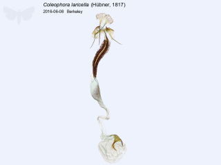 Coleophora laricella