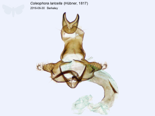 Coleophora laricella
