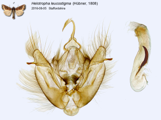 Helotropha leucostigma