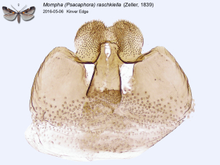 Mompha (Psacaphora) raschkiella