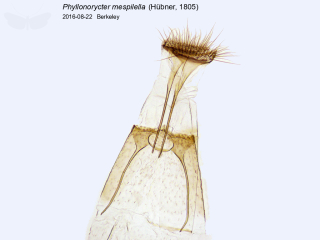 Phyllonorycter mespilella
