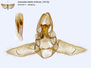 Anerastia lotella