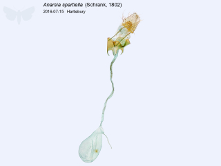 Anarsia spartiella
