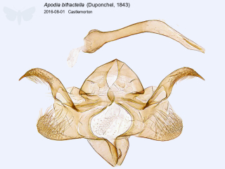 Apodia bifractella