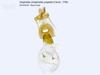 Grapholita (Grapholita) jungiella