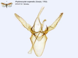 Phyllonorycter esperella