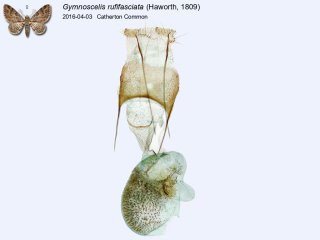 Gymnoscelis rufifasciata