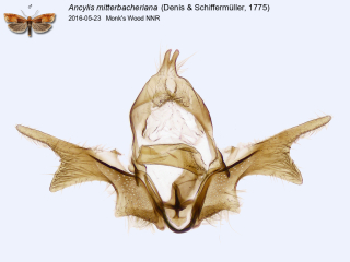 Ancylis mitterbacheriana