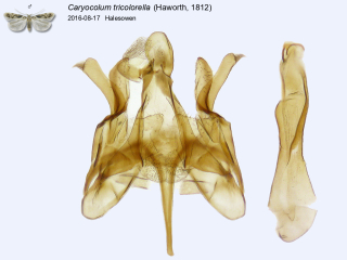 Caryocolum tricolorella