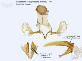 Coleophora coracipennella