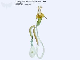 Coleophora peribenanderi