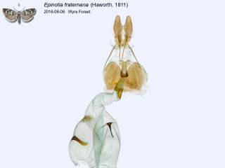 Epinotia fraternana