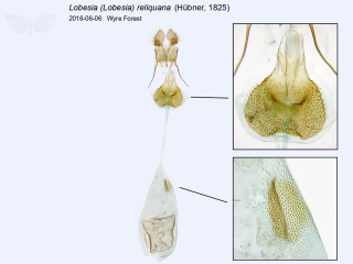 Lobesia (Lobesia) reliquana