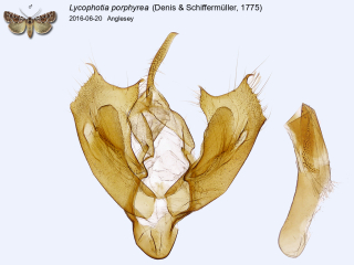 Lycophotia porphyrea