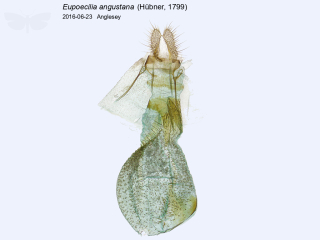 Eupoecilia angustana