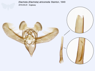 Elachista (Elachista) atricomella