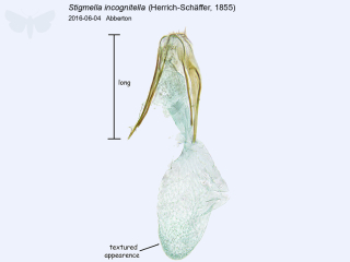 Stigmella incognitella