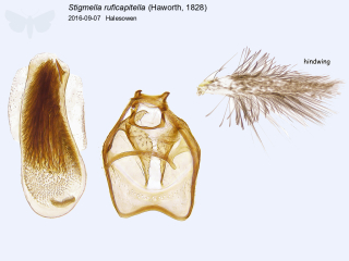 Stigmella ruficapitella