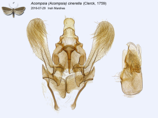 Acompsia (Acompsia) cinerella