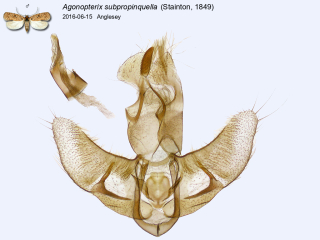 Agonopterix subpropinquella