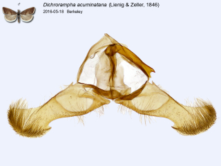 Dichrorampha acuminatana