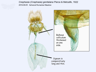 Cnephasia (Cnephasia) genitalana
