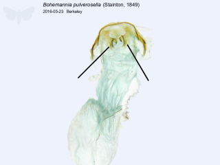 Bohemannia pulverosella