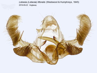 Lobesia (Lobesia) littoralis