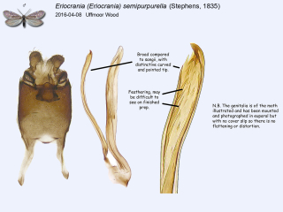 Eriocrania (Eriocrania) semipurpurella