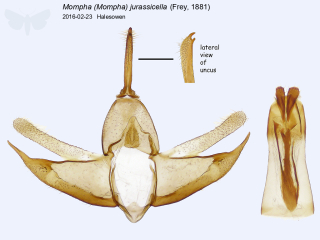 Mompha (Mompha) jurassicella