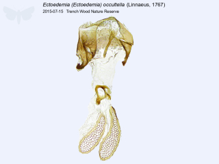 Ectoedemia (Ectoedemia) occultella