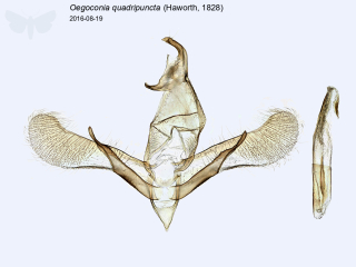 Oegoconia quadripuncta