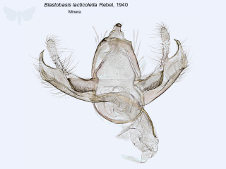 Blastobasis lacticolella