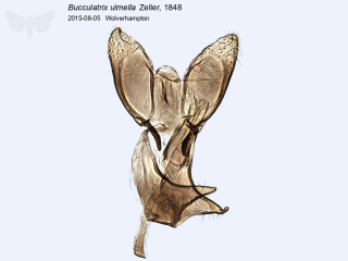 Bucculatrix ulmella