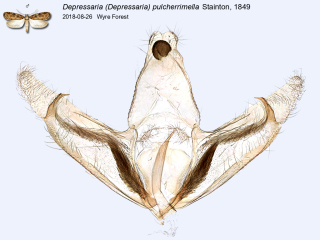 Depressaria (Depressaria) pulcherrimella