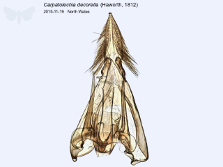 Carpatolechia decorella