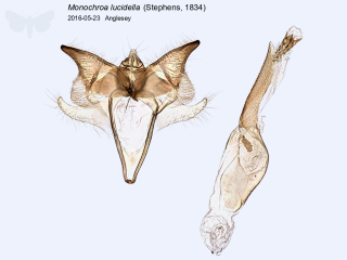 Monochroa lucidella