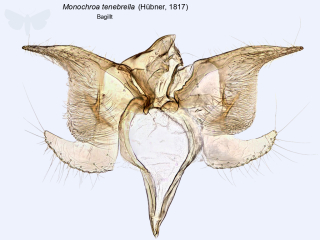 Monochroa tenebrella
