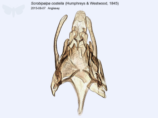 Scrobipalpa costella