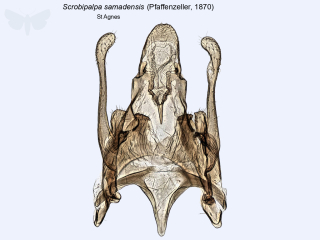 Scrobipalpa samadensis