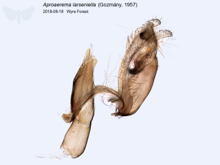 Aproaerema larseniella