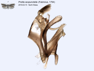 Prolita sexpunctella