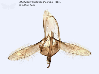 Glyphipterix forsterella