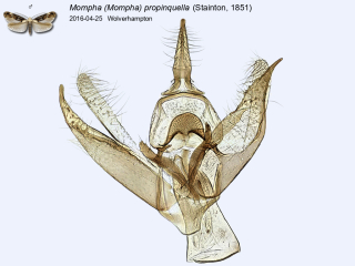Mompha (Mompha) propinquella