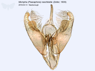 Mompha (Psacaphora) raschkiella